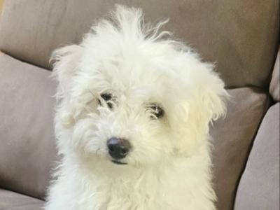 Maltese x Bichon Frise puppies (Maltichon) for sale in Kerry