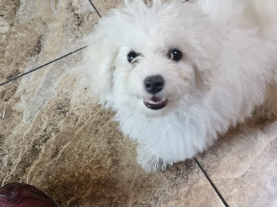 Maltese x Bichon Frise puppies (Maltichon) for sale in Kerry