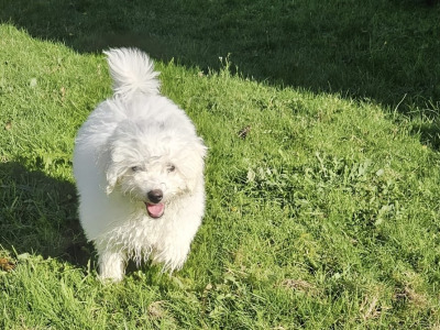 Maltese x Bichon Frise puppies (Maltichon) for sale in Kerry
