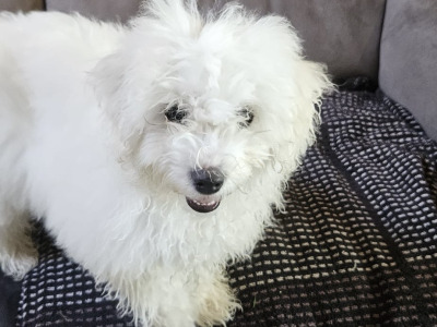 Maltese x Bichon Frise puppies (Maltichon) for sale in Kerry