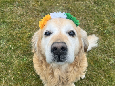 Golden Retriever for stud in Louth
