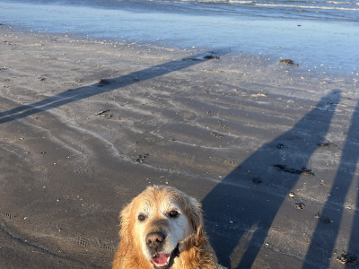 Golden Retriever for stud in Louth