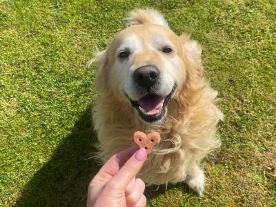Golden Retriever for stud in Louth