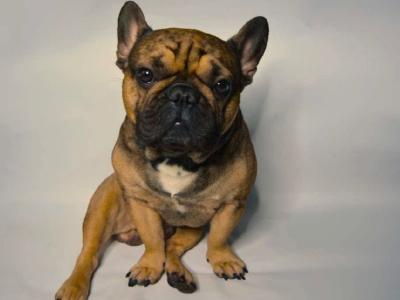 French Bulldog For Stud