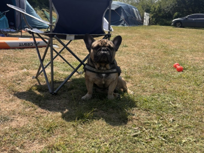 French Bulldog For Stud