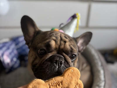 French Bulldog For Stud
