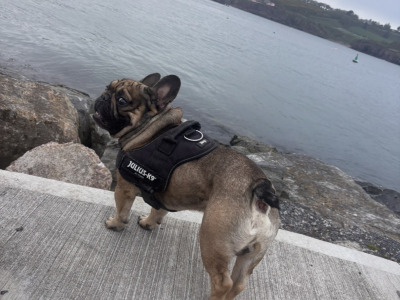 French Bulldog For Stud