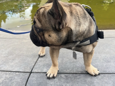 French Bulldog For Stud