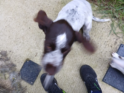 Unfortunately Milo Our Gentle Giant Shorthaired Pointer male puppy in Wexford needs a new home