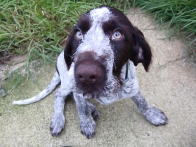 Unfortunately Milo Our Gentle Giant Shorthaired Pointer male puppy in Wexford needs a new home