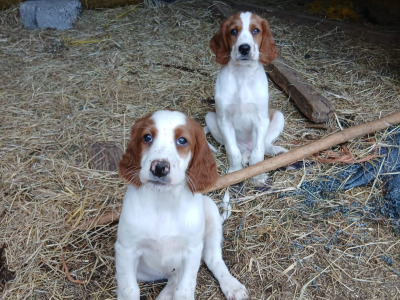Irish Red and White Setter puppies in Tipperary