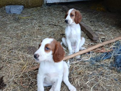 Irish Red and White Setter puppies in Tipperary