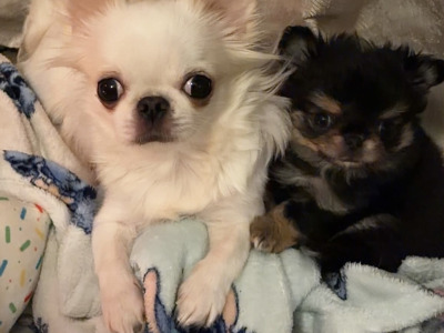IKC Registered (pending) Exquisite Long-haired Chihuahua puppies - Thai Lines 🤍✨ in Louth