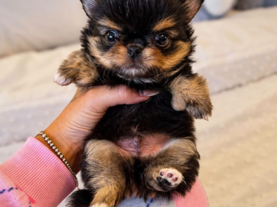 IKC Registered (pending) Exquisite Long-haired Chihuahua puppies - Thai Lines 🤍✨ in Louth