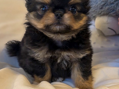 IKC Registered (pending) Exquisite Long-haired Chihuahua puppies - Thai Lines 🤍✨ in Louth