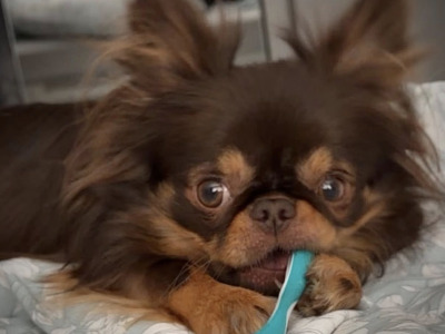 IKC Registered (pending) Exquisite Long-haired Chihuahua puppies - Thai Lines 🤍✨ in Louth