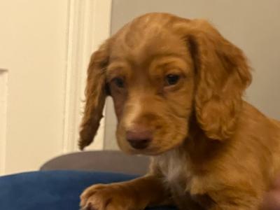 IKC Registered Cocker Spaniel puppies available in Carlow