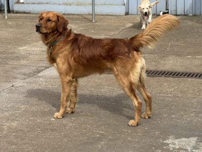 IKC Registered (Proven) Golden Retriever available for Stud