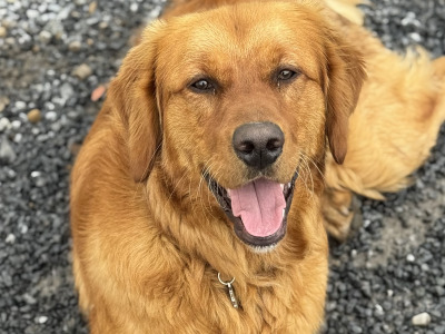IKC Registered (Proven) Golden Retriever available for Stud