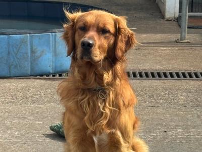 IKC Registered (Proven) Golden Retriever available for Stud