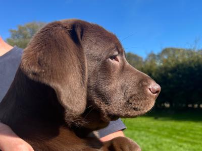 IKC Registered (pending) Chocolate Labrador puppies in Cork - intelligent working breed