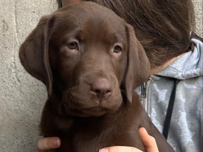 IKC Registered (pending) Chocolate Labrador puppies in Cork - intelligent working breed