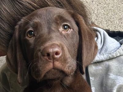 IKC Registered (pending) Chocolate Labrador puppies in Cork - intelligent working breed