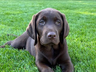 IKC Registered (pending) Chocolate Labrador puppies in Cork - intelligent working breed
