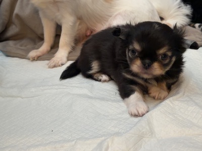 IKC Registered (pending) Exquisite Long-haired Chihuahua puppies - Thai Lines 🤍✨ in Louth