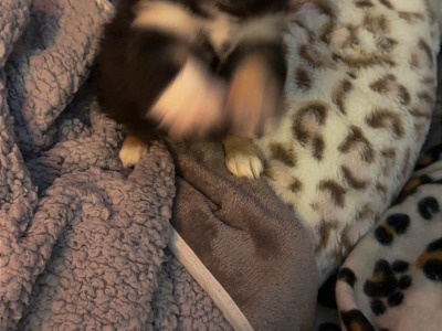 IKC Registered (pending) Exquisite Long-haired Chihuahua puppies - Thai Lines 🤍✨ in Louth