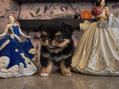 IKC Registered (pending) Exquisite Long-haired Chihuahua puppies - Thai Lines 🤍✨ in Louth