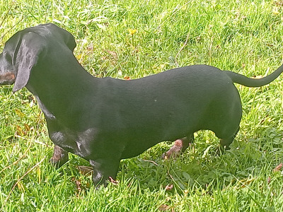5 month old male Dachshund puppy for sale in Cork