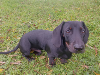 5 month old male Dachshund puppy for sale in Cork