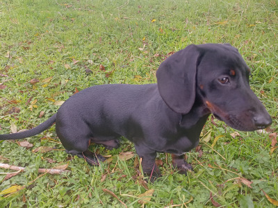 5 month old male Dachshund puppy for sale in Cork