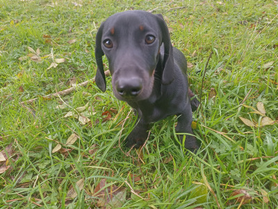 5 month old male Dachshund puppy for sale in Cork