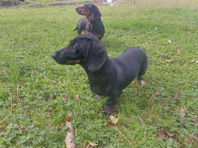 5 month old male Dachshund puppy for sale in Cork