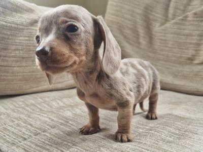 Adorable miniature Dachshund puppies in Dublin