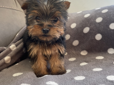 2 beautiful Yorkshire Terrier puppies in Limerick