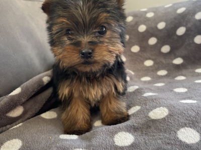 2 beautiful Yorkshire Terrier puppies in Limerick