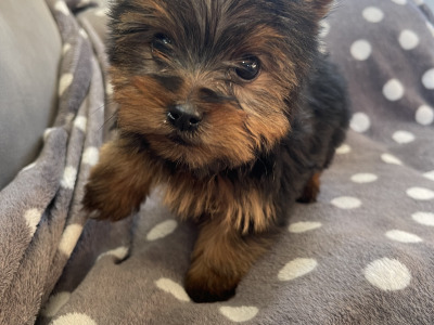 2 beautiful Yorkshire Terrier puppies in Limerick