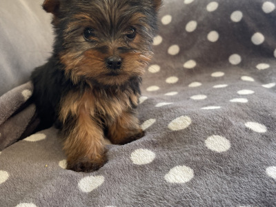 2 beautiful Yorkshire Terrier puppies in Limerick