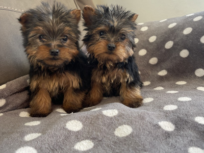 2 beautiful Yorkshire Terrier puppies in Limerick