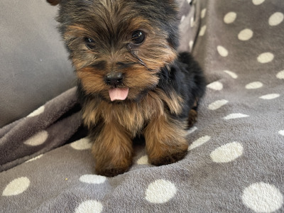 2 beautiful Yorkshire Terrier puppies in Limerick