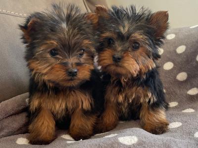 2 beautiful Yorkshire Terrier puppies in Limerick