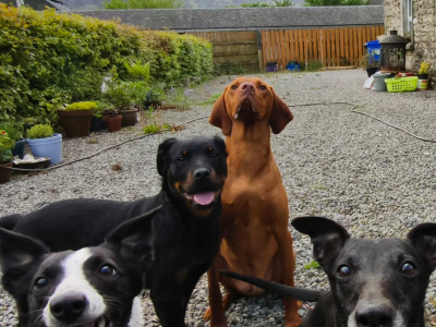 Flint is an IKC Registered male Hungarian Vizsla 4 years old in Carlow