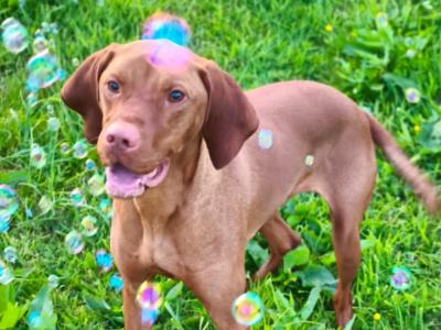 Flint is an IKC Registered male Hungarian Vizsla 4 years old in Carlow