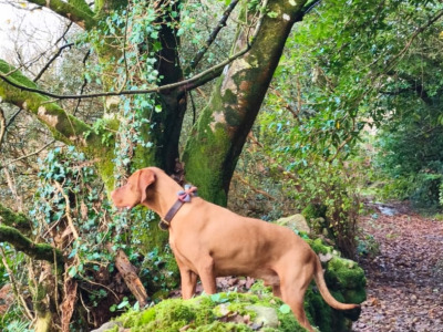 Flint is an IKC Registered male Hungarian Vizsla 4 years old in Carlow
