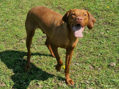 Flint is an IKC Registered male Hungarian Vizsla 4 years old in Carlow