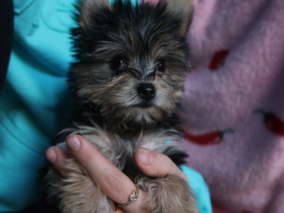 Miniature/teacup female  Yorkshire Terrier puppy 🩷 in Ballincollig, Cork