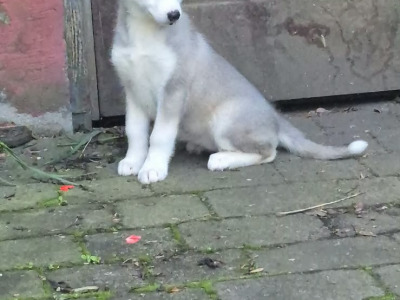 Siberian Huskey puppies for sale in Carlow
